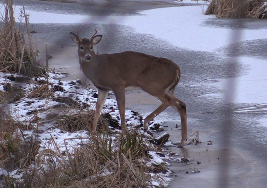 The Sound of Silence - Late Season Hunting