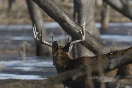 The Ghost of The OxBow